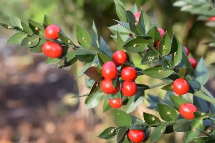 Butcher's Broom root extract plant used to support healthy circulation in SciaticRelax